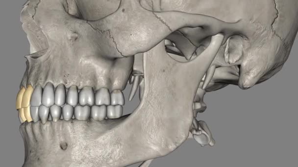 中阴部 上颌及下颌骨 — 图库视频影像
