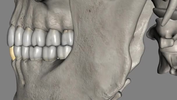 Der Mandibuläre Eckzahn Ist Der Zahn Der Sich Distal Von — Stockvideo