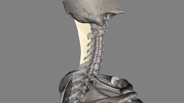 Nuchal Ligament Ligament Back Neck Continuous Supraspinous Ligament — Stock Video