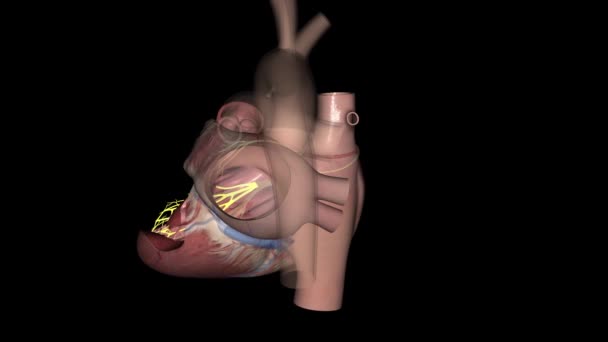 Corazón Posterior Fascicle Médico — Vídeo de stock