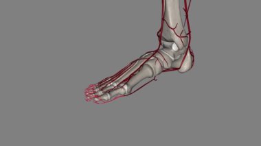 Uygun plantar dijital arterler ayağın arterleridir. .