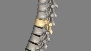 Torasik Vertebral, T8 12 omurgası torasik omurgada bulunur ve T-1 'den T-12' ye kadar numaralandırılmıştır.
