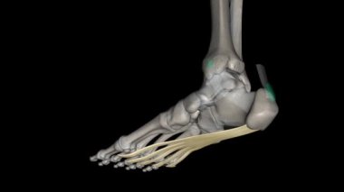Plantar aponevrizması, tek ayağı kaplayan Deep fascia 'nın modifikasyonudur. .