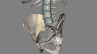 Anterior uzunlamasına bağ dokusu omurganın ön / ön kısımları boyunca uzanan bir bağdır ve omurlar arası diskler omurga boyunca uzanır.