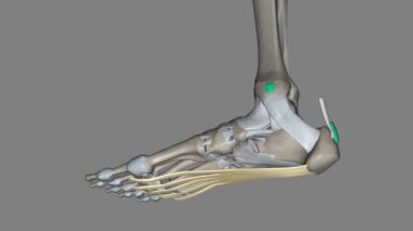 Plantar aponevrizması, tek ayağı kaplayan Deep fascia 'nın modifikasyonudur. .