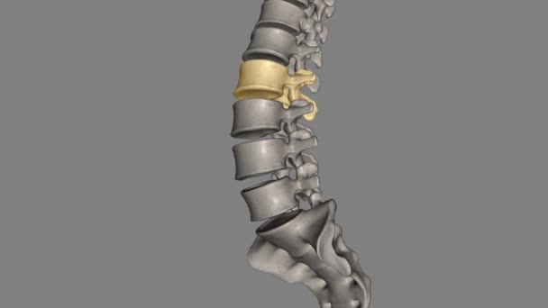 Vertebra Located Lower Curvature Spine Portion Spinal Cord Protects Known — Stock Video