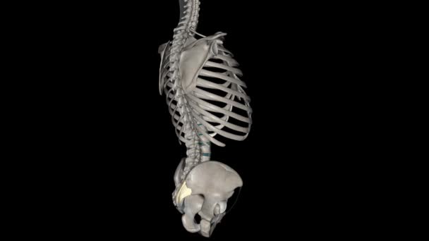 后骶骨韧带是由三个不同的带组成的复合韧带 — 图库视频影像