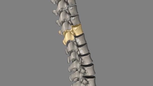 トラシックバーテブラル T10ツエルブ脊椎は トラシチック脊椎に位置し 1からT 12に番号付けされています — ストック動画