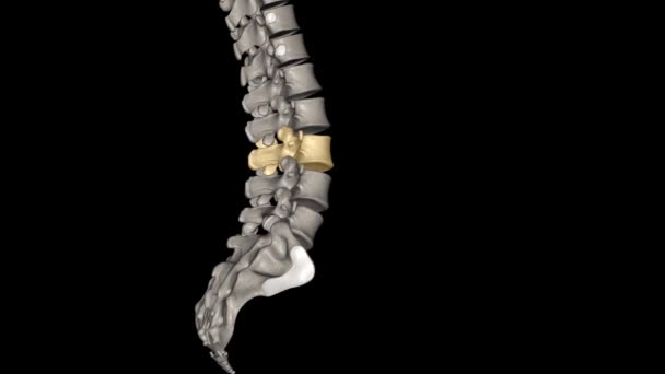 Vertebra Middle Five Lumbar Vertebrae Lower Back Portion Spinal Column — Stock Video