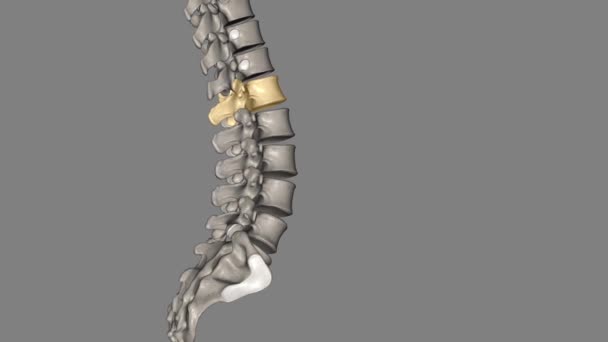 脊椎的腰椎区域 通常被称为下背段 由5个椎体组成 标记为L1至L5 — 图库视频影像
