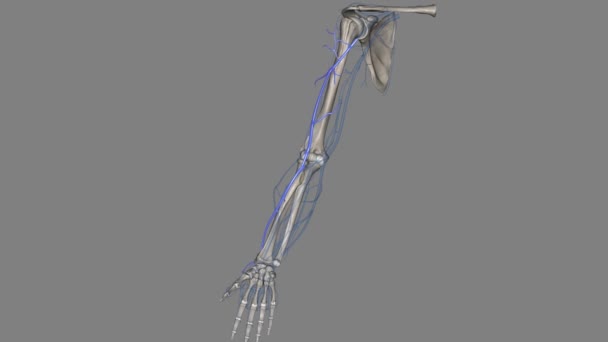 头皮静脉是上肢的浅表静脉 是上肢的两个主要静脉之一 — 图库视频影像