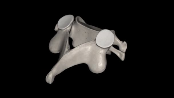 C6脊椎は 首の最も低い領域に位置する子宮頸部脊髄の一部です — ストック動画