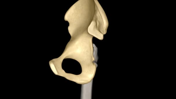 髋骨由三个部分组成 即睫状骨 耻骨和等骨 — 图库视频影像