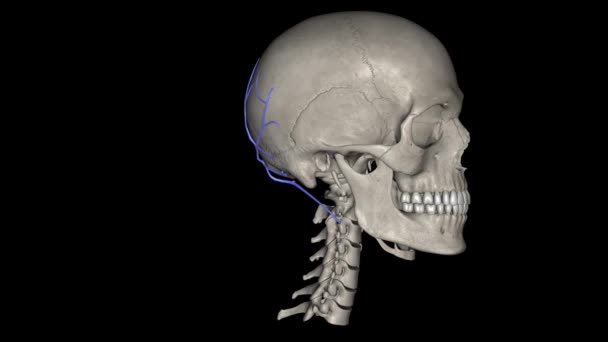 Die Vene Occipitalis Ist Eine Vene Der Kopfhaut — Stockvideo