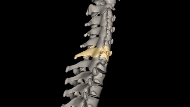 C6脊椎是颈椎的一部分 位于颈椎的最底层 — 图库视频影像