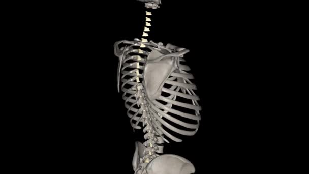 Ligamenta Flava 是连接相邻椎板腹侧的一系列韧带 — 图库视频影像