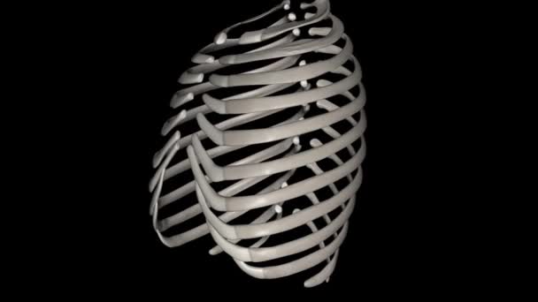 人的肋骨是扁平的骨头 是肋骨笼的一部分 有助于保护内部器官 人类通常有24根肋骨 12对 — 图库视频影像
