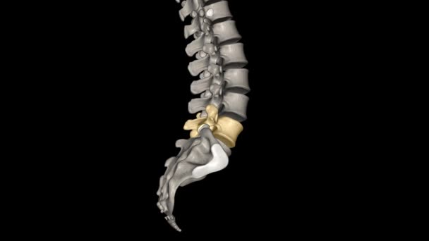 L4とL5は脊椎で最も低い脊椎 または脊椎の骨である — ストック動画