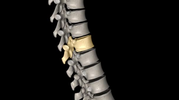トラシックバーテブラル T9ツエルブ脊椎は トラシチック脊椎に位置し 1からT 12に番号付けされています — ストック動画