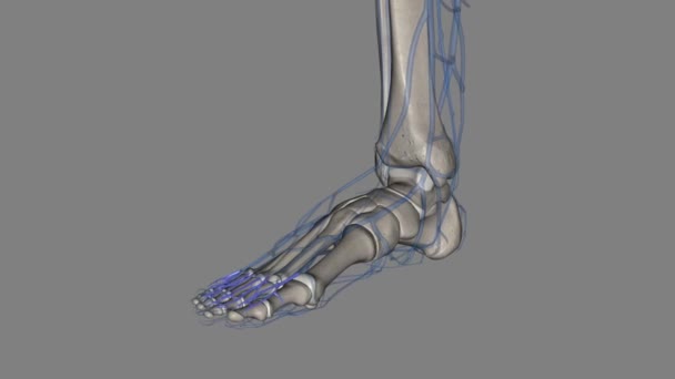 Die Digitalen Arterien Des Fußes Versorgen Die Zehen Mit Frischem — Stockvideo
