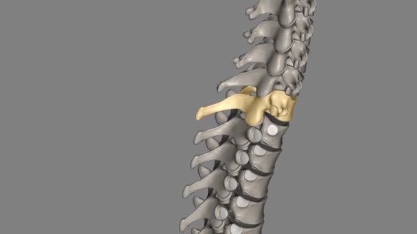 第七颈椎 是颈部区域最大 最底层的椎体 — 图库视频影像