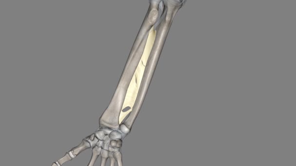 前臂的骨间膜 — 图库视频影像
