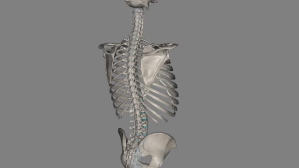 横向韧带包括从一个横向过程延伸到另一个横向过程的结缔组织片 — 图库视频影像