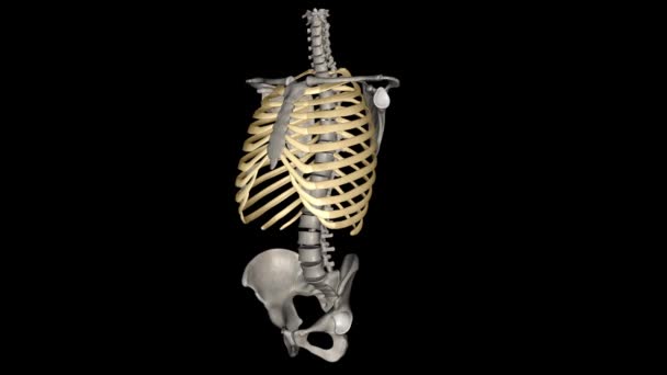 Ανθρώπινα Πλευρά Είναι Επίπεδα Οστά Που Αποτελούν Μέρος Του Θώρακα — Αρχείο Βίντεο