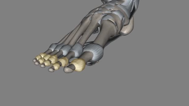足の交差する関節は足のつま先の骨の間にあります — ストック動画