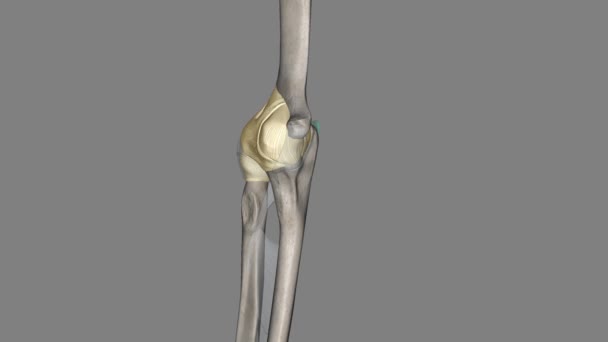 Joint Capsule Elbow Joint — Stock Video