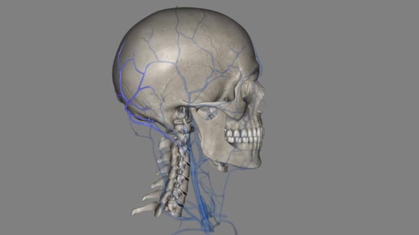 Small Vein Passes Condylar Canal Opening Occipital Bone Base Skull — Stock Video