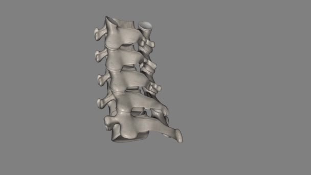 首の領域 は7つの骨 C7椎骨 で構成されており 椎間ディスクで区切られています — ストック動画