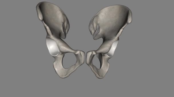 髋部是骨盆两侧的区域 — 图库视频影像