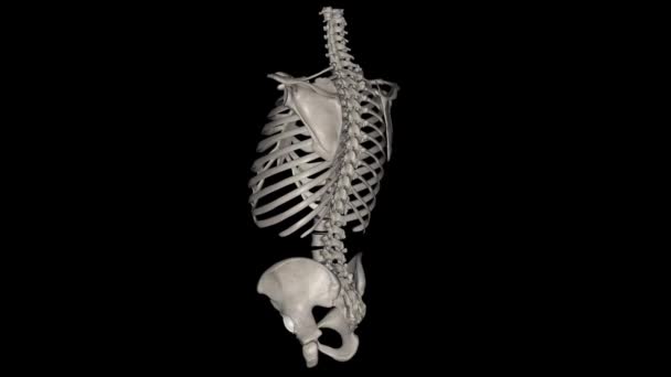 トランクの骨 51トランクの骨は 26の脊椎 24の肋骨 およびサンタムで構成されています — ストック動画