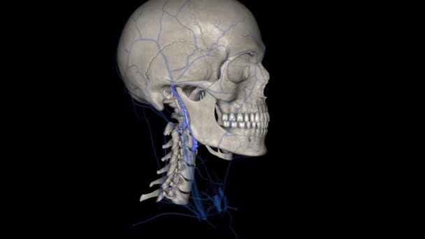 下颌后静脉是面部的主要静脉 — 图库视频影像