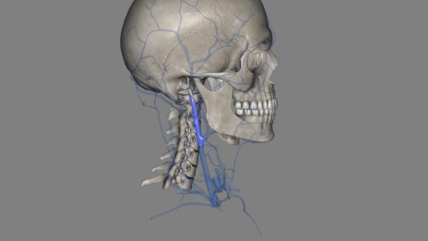 颈内静脉是一种结对的静脉结构 从脑部 脸部和颈部收集血液 — 图库视频影像