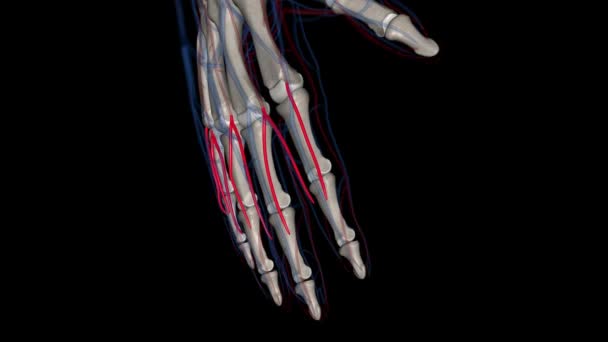Common Digital Arteries Small Vessels Come Palmar Arches Supply Blood — Stock Video