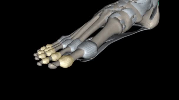 足部的指间关节位于足部脚趾的指间 — 图库视频影像
