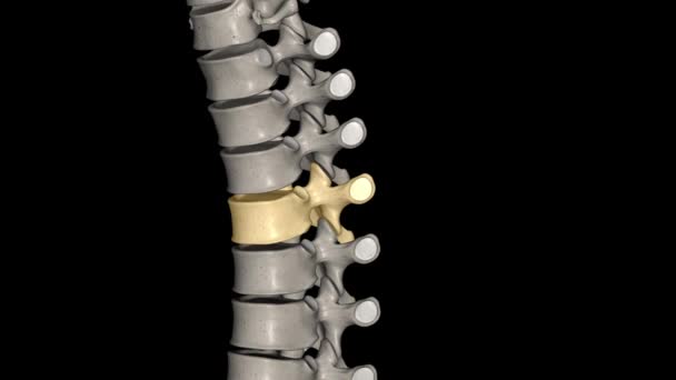 Vértebras Torácicas Doce Vértebras Encuentran Columna Torácica Están Numeradas — Vídeos de Stock