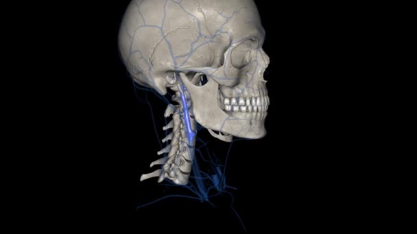 内側のジャグラー静脈は 脳から血液を収集するペアリングされた静脈構造 顔の表面領域 および首 — ストック動画