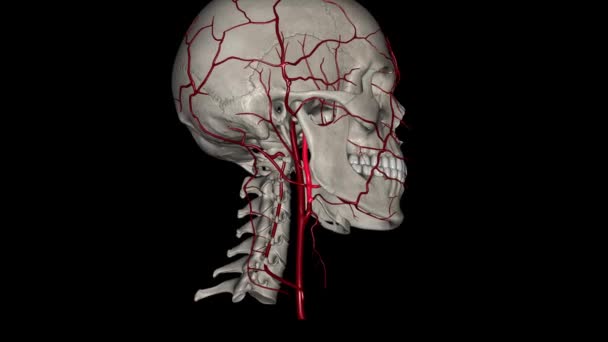 Arteria Carótida Externa Una Arteria Mayor Cabeza Cuello Surge Arteria — Vídeos de Stock