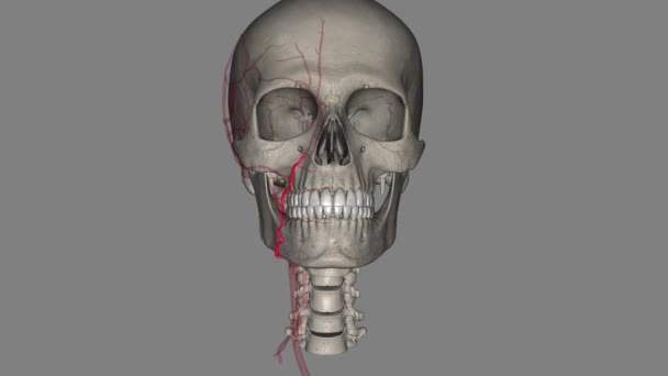 面部动脉是提供面部解剖结构的颈外动脉的一个分支 — 图库视频影像