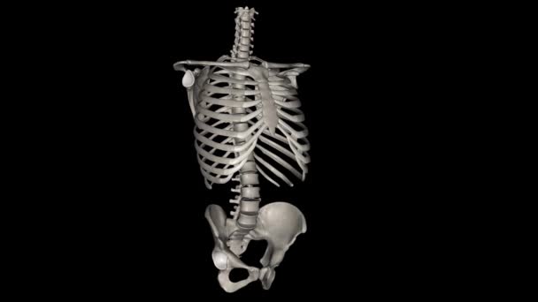 后备箱骨 51根后备箱骨包括26根椎骨 24根肋骨和胸骨 — 图库视频影像