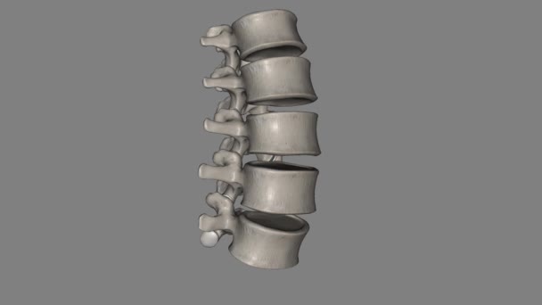 脊椎骨は 人間の解剖学において 肋骨と骨盤の間にある 5つの脊椎です — ストック動画