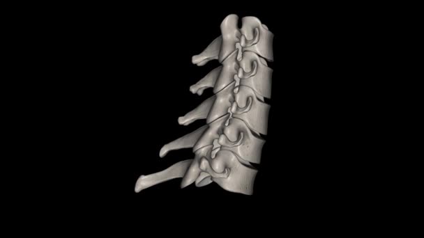 Die Halswirbelsäule Halsregion Besteht Aus Sieben Knochen Wirbel Die Durch — Stockvideo
