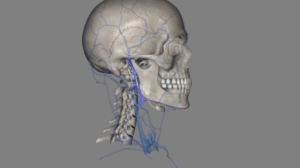 レトモブリバルベリンは顔の主要な静脈です — ストック動画