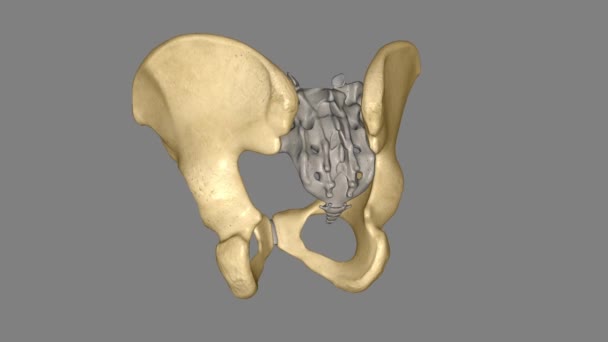 Tulang Pinggul Terdiri Dari Tiga Bagian Ilium Pubis Dan Ischium — Stok Video