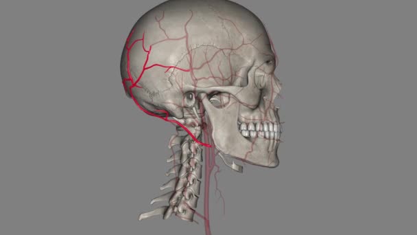 枕骨动脉是颈外动脉的一个分支 向头皮后部提供动脉供给 类固醇肌 — 图库视频影像
