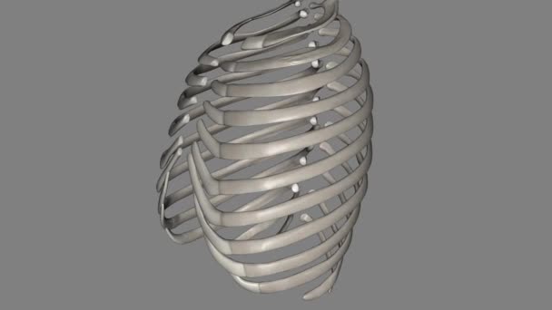 人間の肋骨は 内臓を保護するのに役立つ肋骨の一部を形成する平らな骨です 人間は通常24本の肋骨を12本のペアで持っています — ストック動画