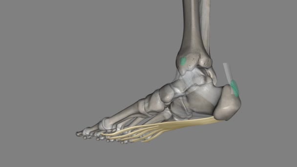 Plantar Aponeurosis Modification Deep Fascia Which Covers Sole — Stock Video